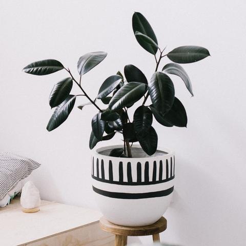 CHARCOAL MALI PLANTER BY POP + SCOTT